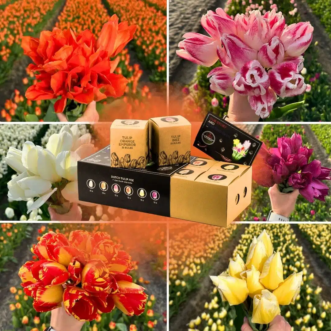 Tulpenbollen-mix-1.jpg.webp