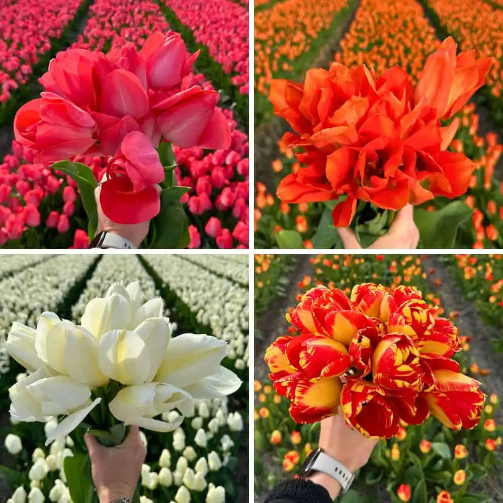 Tulip-Mix.webp