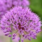 Allium-Stratos