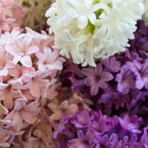Hyacint-Velvet-MiX