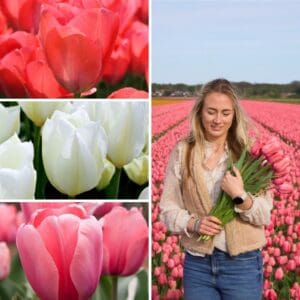 Tulp-Sensation-Mix