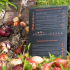 Plantgids tussen bloembollen op de kwekerij